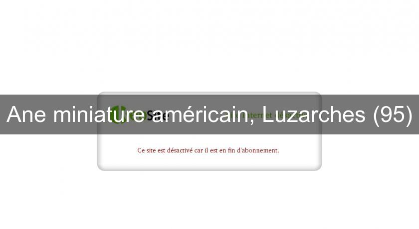 Ane miniature américain, Luzarches (95) Ane miniature américain, Luzarches (95)