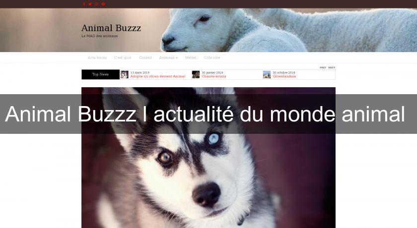 Animal Buzzz l'actualité du monde animal Animal Buzzz l'actualité du monde animal