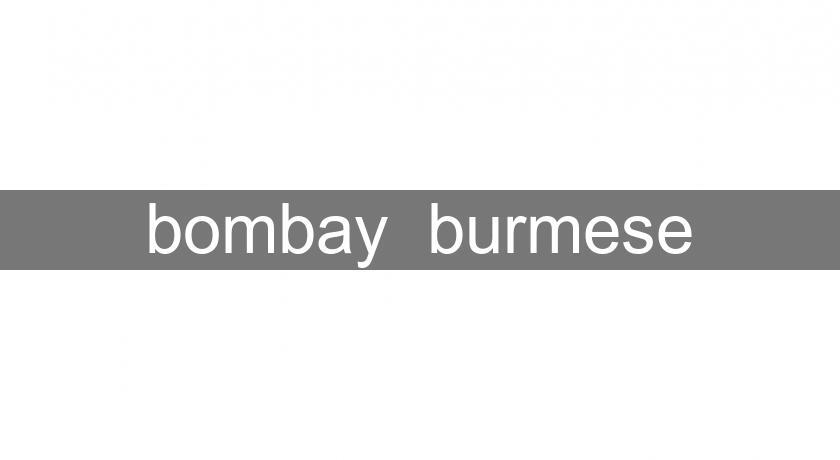 bombay  burmese