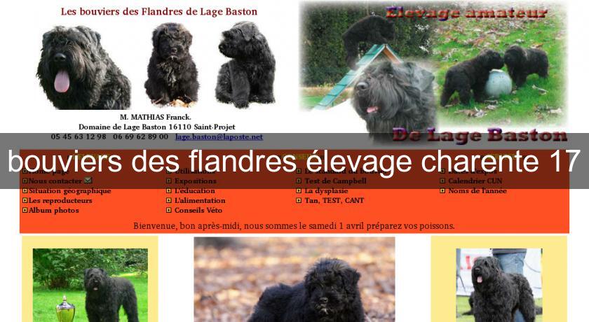 bouviers des flandres élevage charente 17