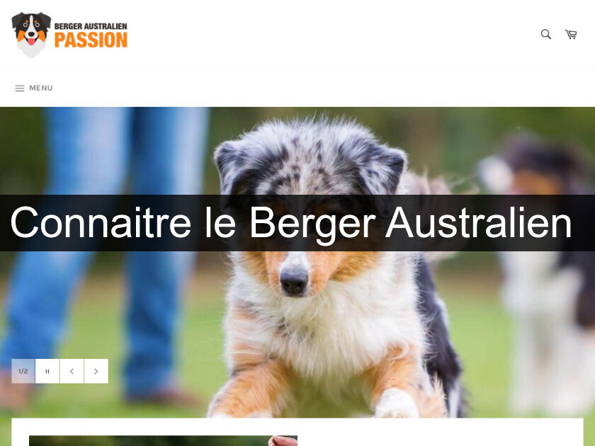 Connaitre le Berger Australien Connaitre le Berger Australien