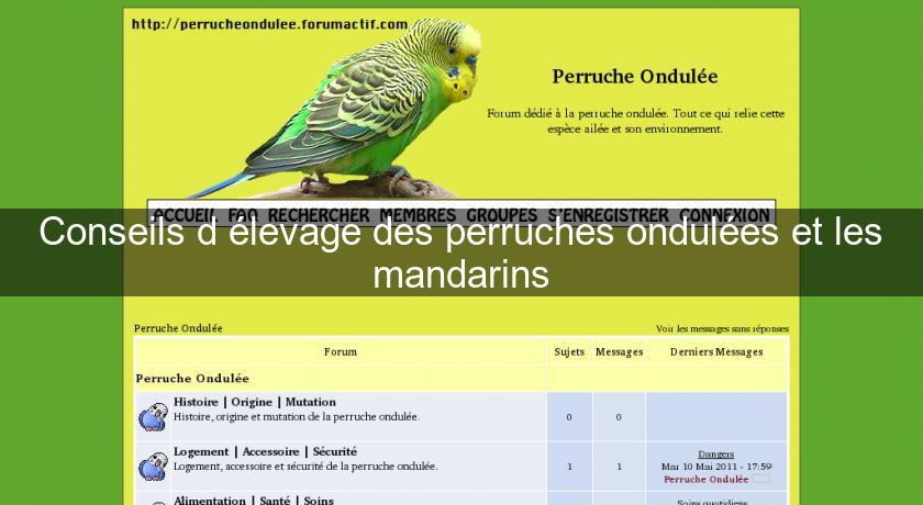 Conseils d'élevage des perruches ondulées et les mandarins