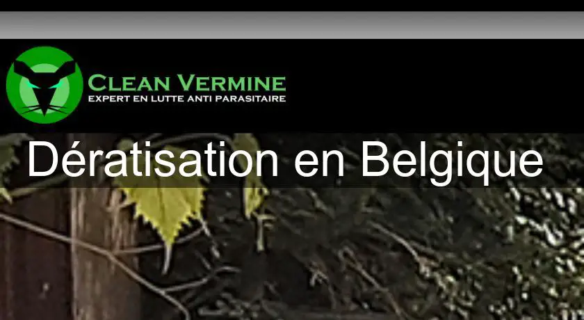 Dératisation en Belgique 