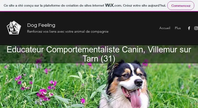 Educateur Comportementaliste Canin, Villemur sur Tarn (31)