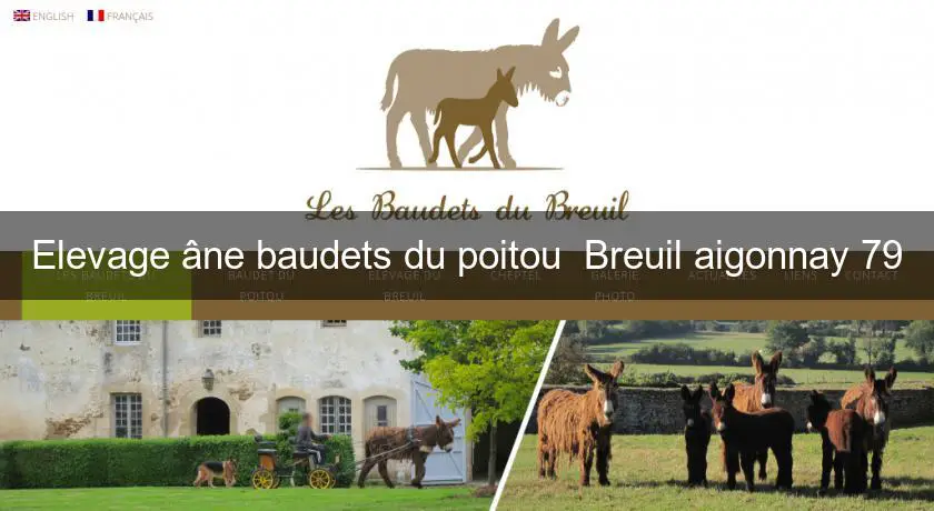Elevage âne baudets du poitou  Breuil aigonnay 79