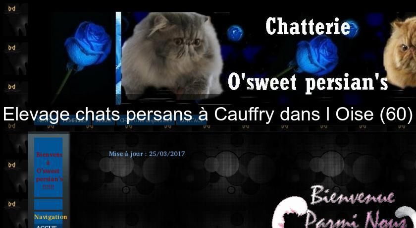 Elevage Chats Persans A Cauffry Dans L Oise 60 Eleveur