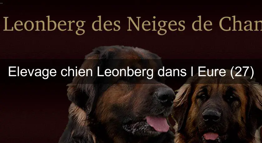Elevage chien Leonberg dans l'Eure (27)