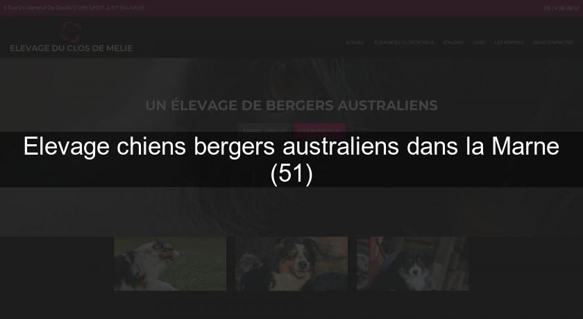Elevage chiens bergers australiens dans la Marne (51) Elevage chiens bergers australiens dans la Marne (51)