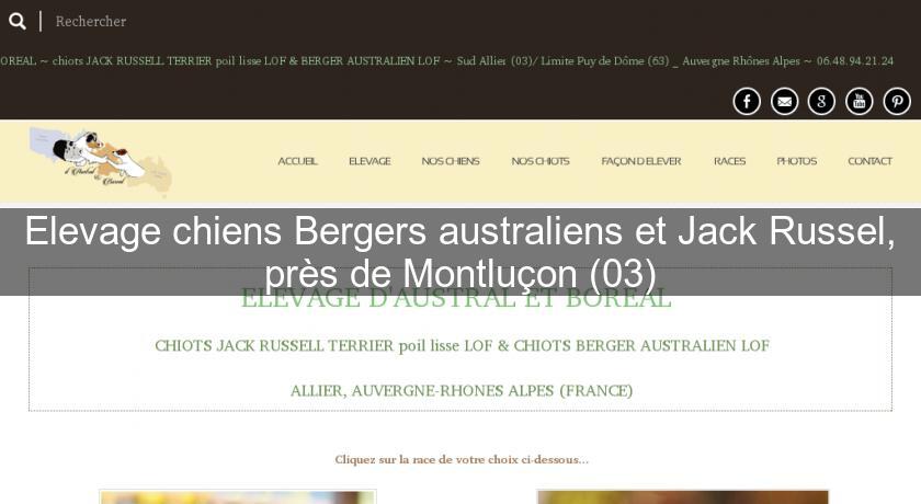 Elevage chiens Bergers australiens et Jack Russel, près de Montluçon (03)