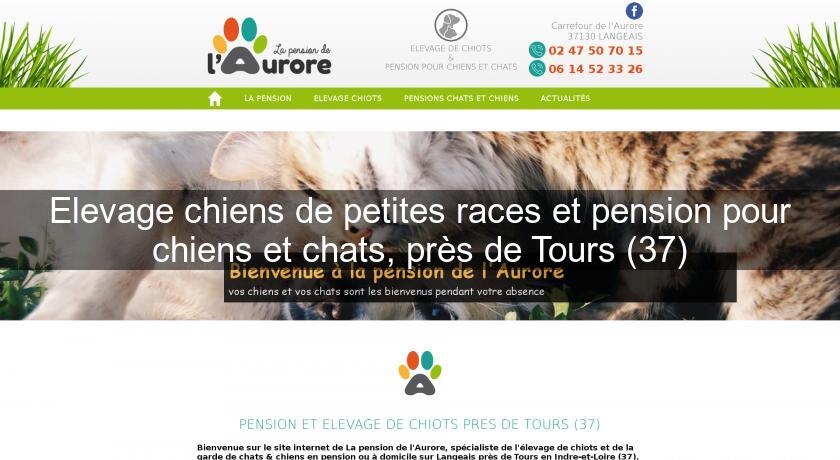 Elevage chiens de petites races et pension pour chiens et chats, près de Tours (37)