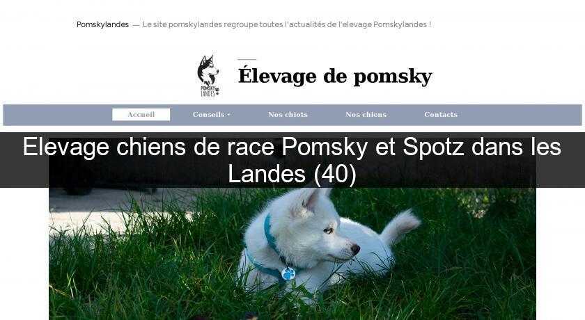 Elevage chiens de race Pomsky et Spotz dans les Landes (40) Elevage chiens de race Pomsky et Spotz dans les Landes (40)