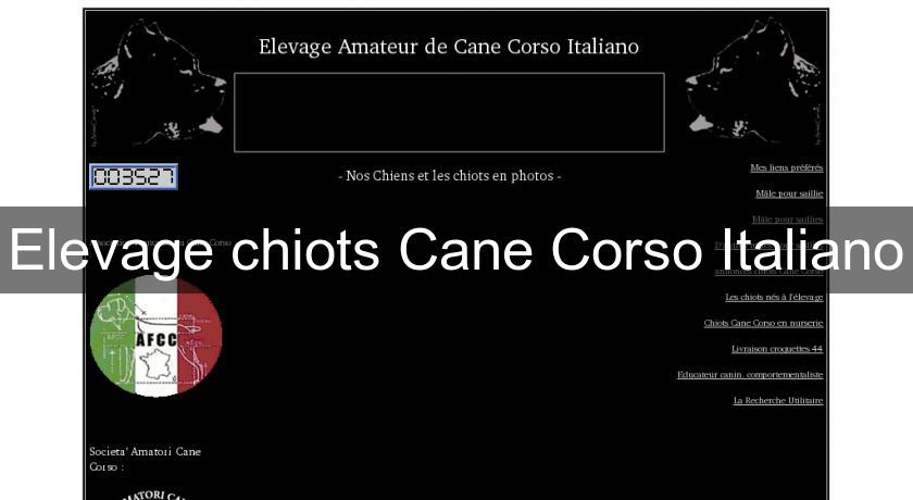 Elevage chiots Cane Corso Italiano