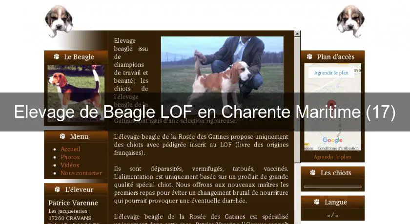 Elevage de Beagle LOF en Charente Maritime (17)