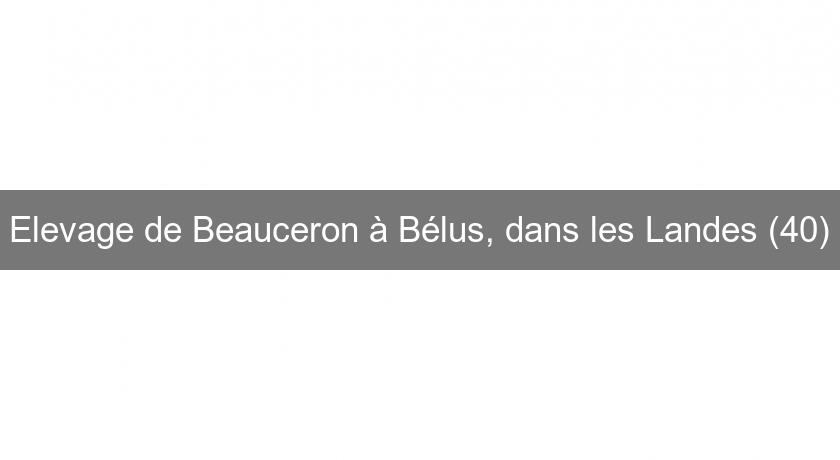 Elevage de Beauceron à Bélus, dans les Landes (40)