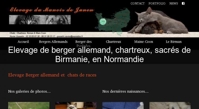 Elevage de berger allemand, chartreux, sacrés de Birmanie, en Normandie Elevage de berger allemand, chartreux, sacrés de Birmanie, en Normandie