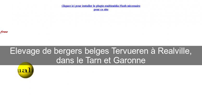 Elevage de bergers belges Tervueren à Realville, dans le Tarn et Garonne