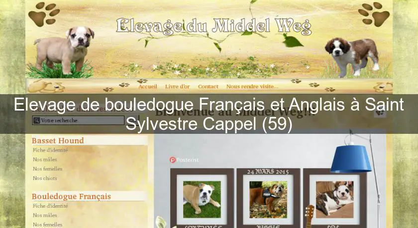 Elevage de bouledogue Français et Anglais à Saint Sylvestre Cappel (59)