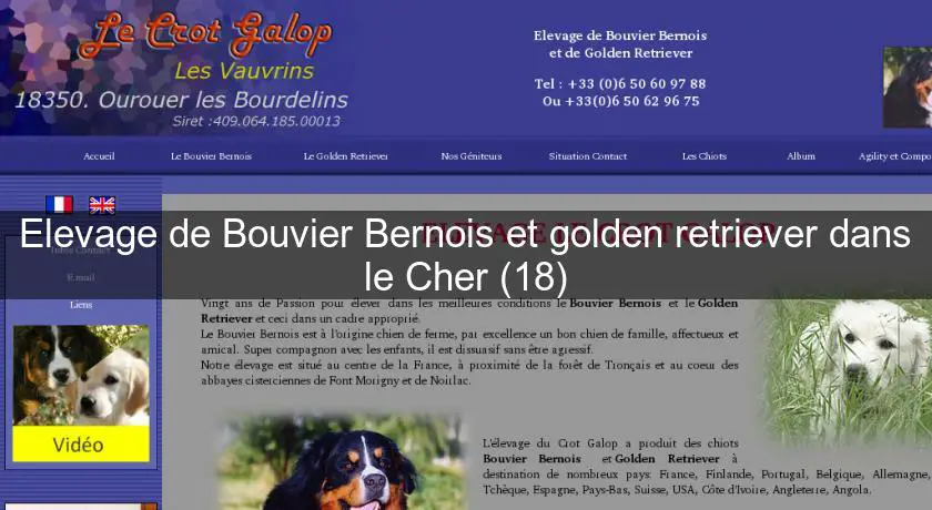 Elevage de Bouvier Bernois et golden retriever dans le Cher (18)