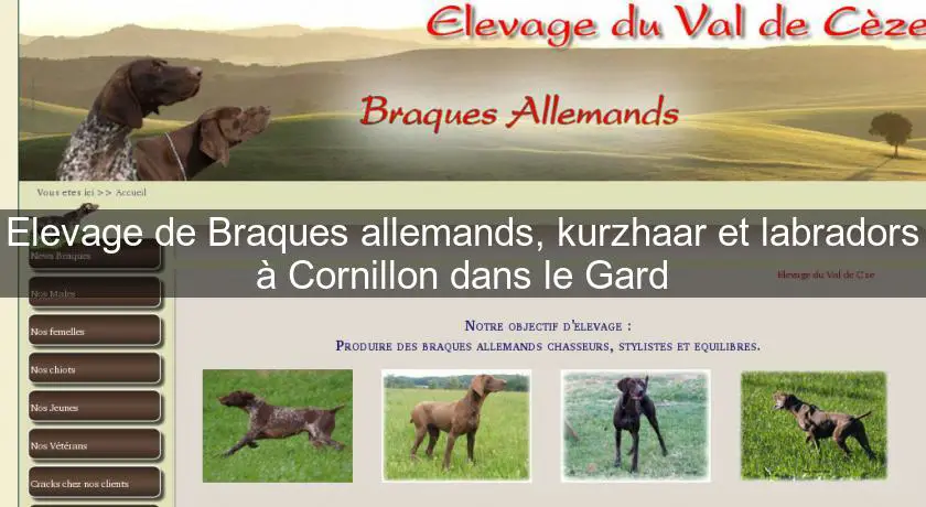 Elevage de Braques allemands, kurzhaar et labradors à Cornillon dans le Gard