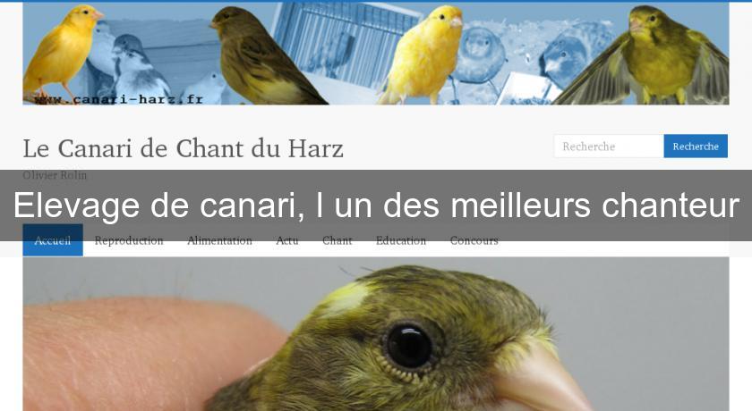 Elevage de canari, l'un des meilleurs chanteur