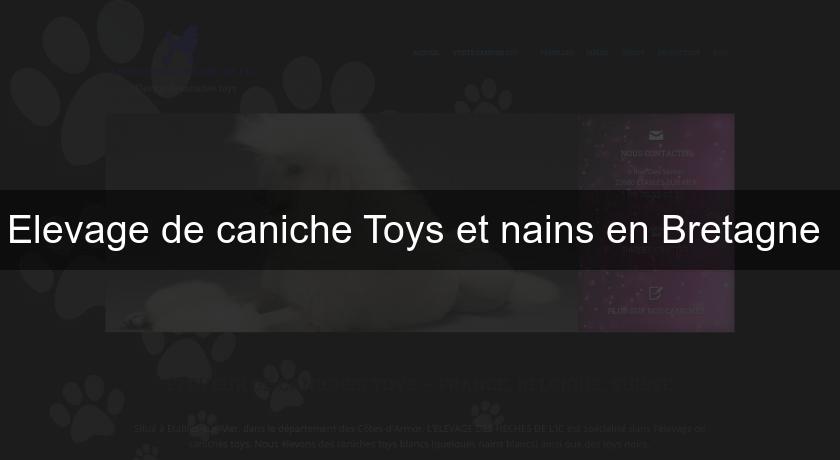 Elevage de caniche Toys et nains en Bretagne 