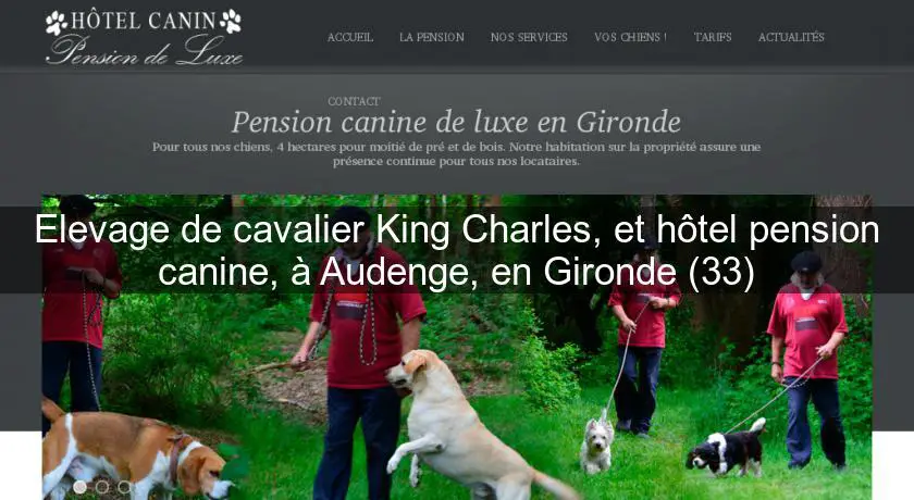 Elevage de cavalier King Charles, et hôtel pension canine, à Audenge, en Gironde (33)