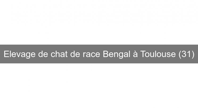 Elevage de chat de race Bengal à Toulouse (31) Elevage de chat de race Bengal à Toulouse (31)