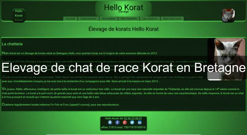 Elevage de chat de race Korat en Bretagne