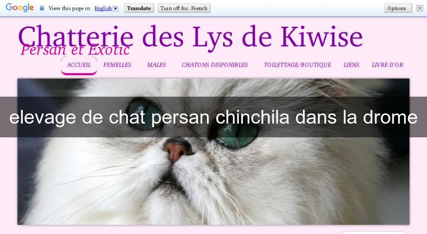 elevage de chat persan chinchila dans la drome elevage de chat persan chinchila dans la drome