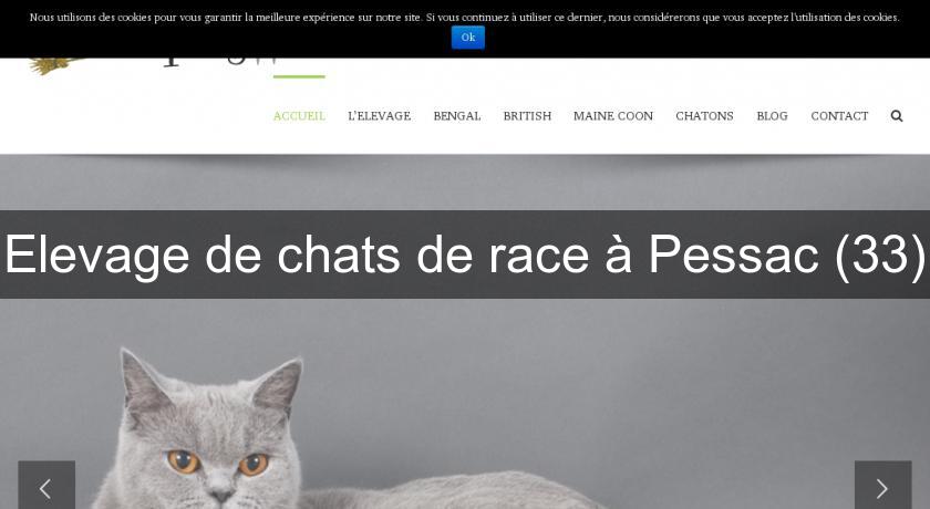 Elevage de chats de race à Pessac (33)