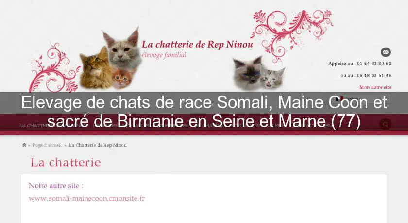 Elevage de chats de race Somali, Maine Coon et sacré de Birmanie en Seine et Marne (77)