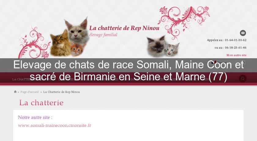 Elevage de chats de race Somali, Maine Coon et sacré de Birmanie en Seine et Marne (77)