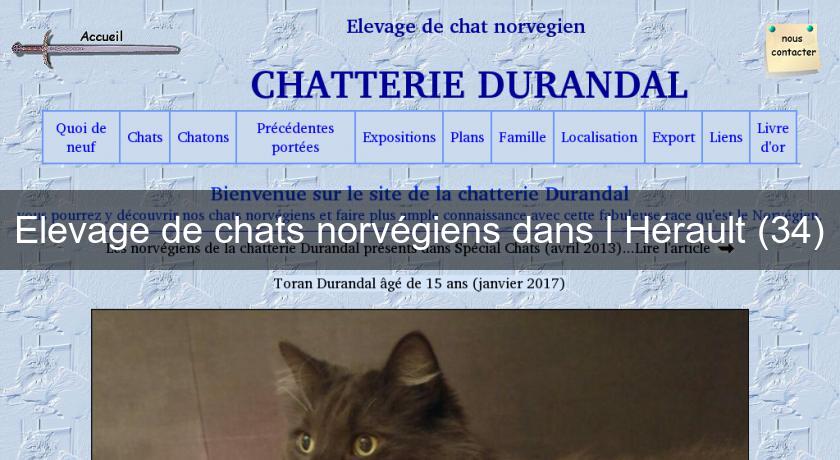 Elevage de chats norvégiens dans lu0027Hérault (34) Chat