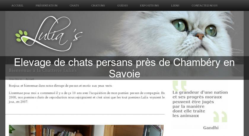 Elevage de chats persans près de Chambéry en Savoie Eleveur