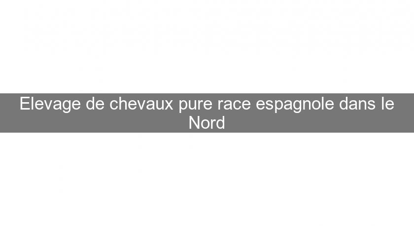 Elevage de chevaux pure race espagnole dans le Nord Elevage de chevaux pure race espagnole dans le Nord