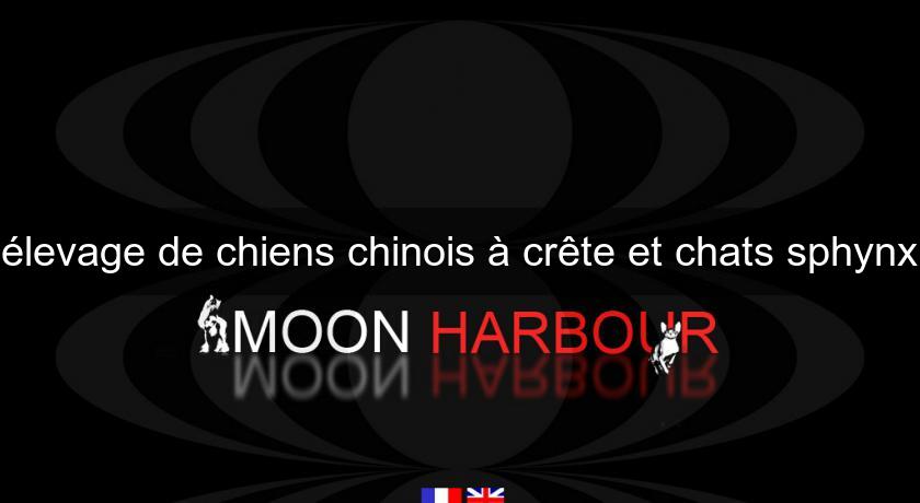 élevage de chiens chinois à crête et chats sphynx élevage de chiens chinois à crête et chats sphynx