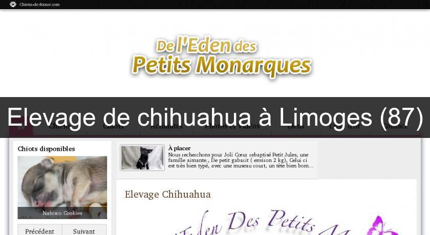 Elevage de chihuahua à Limoges (87) Elevage de chihuahua à Limoges (87)