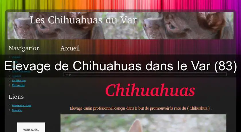 Elevage de Chihuahuas dans le Var (83)