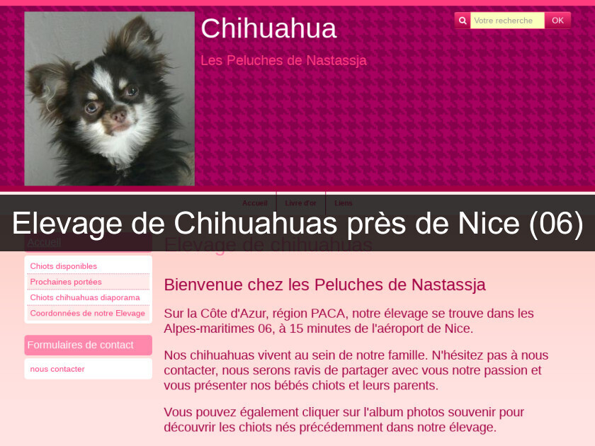 Elevage de Chihuahuas près de Nice (06) Elevage de Chihuahuas près de Nice (06)