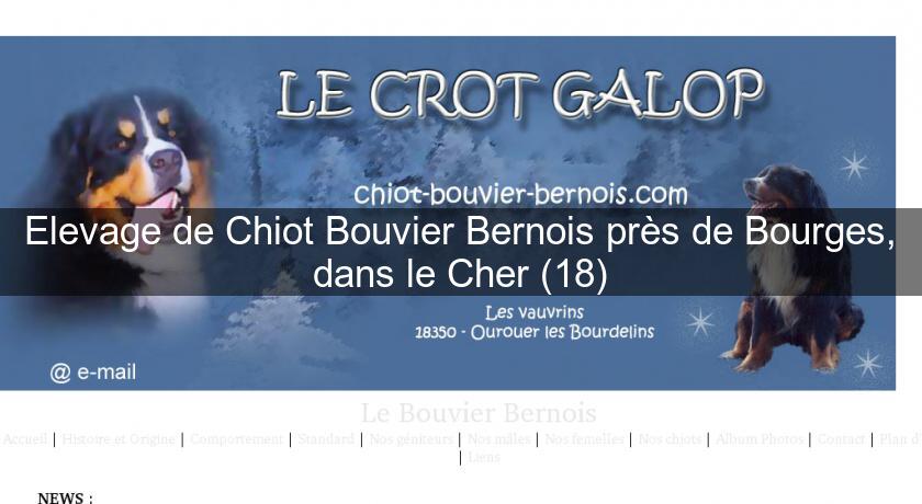 Elevage de Chiot Bouvier Bernois près de Bourges, dans le Cher (18) Elevage de Chiot Bouvier Bernois près de Bourges, dans le Cher (18)