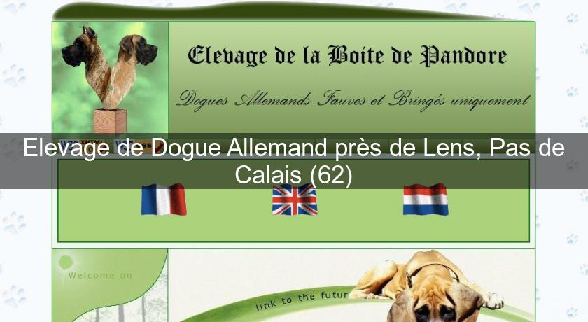 Elevage de Dogue Allemand près de Lens, Pas de Calais (62)