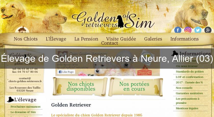 Élevage de Golden Retrievers à Neure, Allier (03) Élevage de Golden Retrievers à Neure, Allier (03)