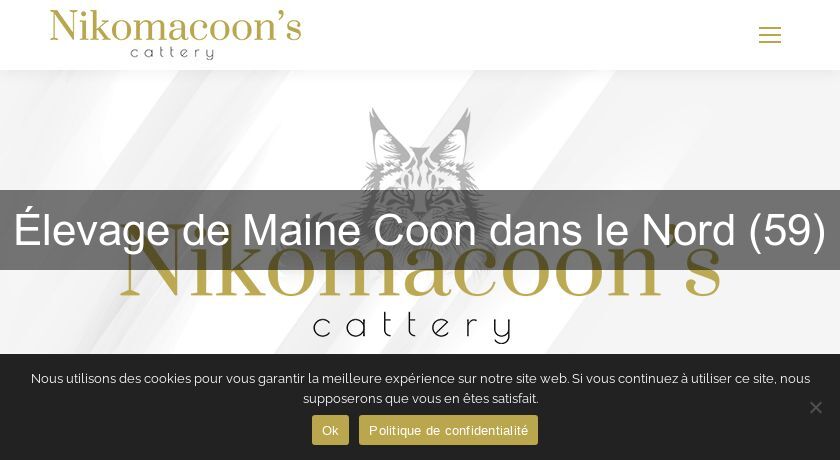 Élevage de Maine Coon dans le Nord (59) Élevage de Maine Coon dans le Nord (59)