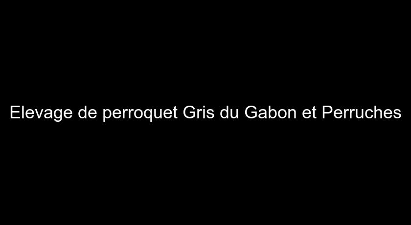Elevage de perroquet Gris du Gabon et Perruches Elevage de perroquet Gris du Gabon et Perruches