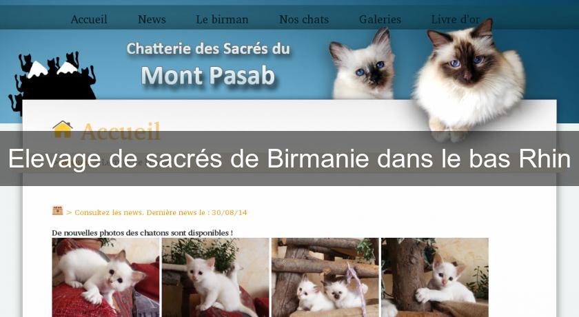 Elevage de sacrés de Birmanie dans le bas Rhin