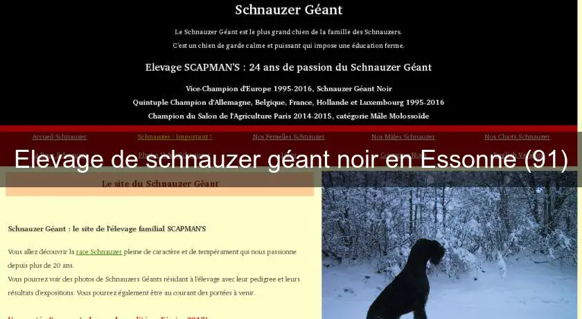 Elevage de schnauzer géant noir en Essonne (91)