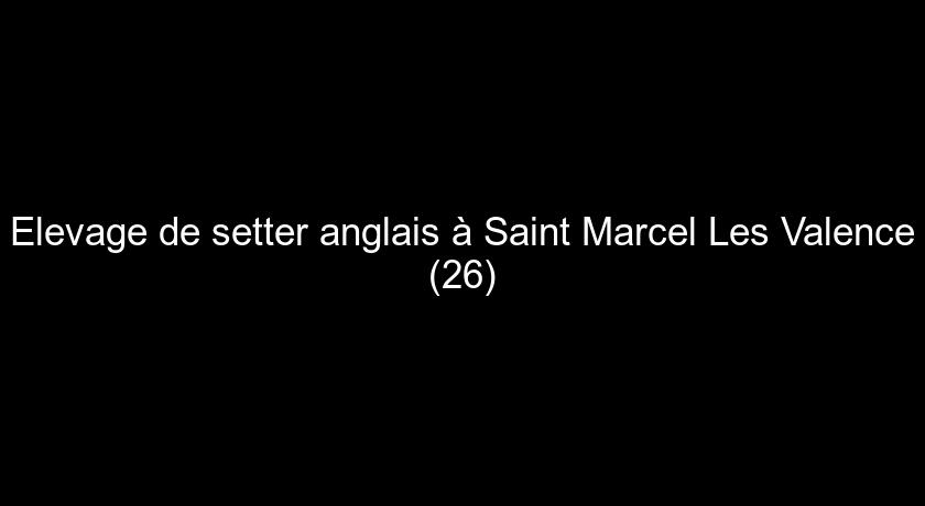 Elevage de setter anglais à Saint Marcel Les Valence (26)