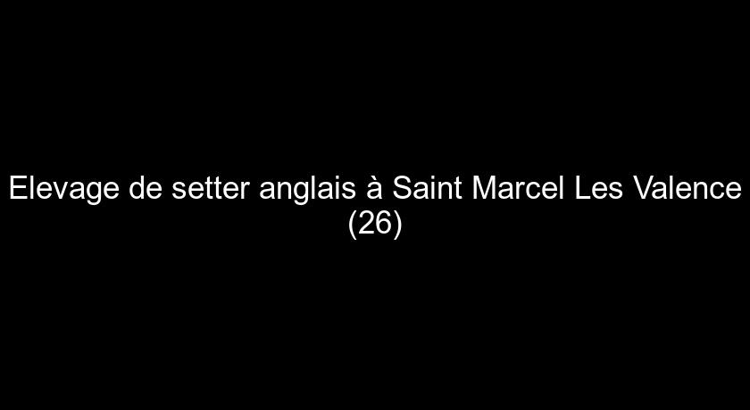 Elevage de setter anglais à Saint Marcel Les Valence (26) Elevage de setter anglais à Saint Marcel Les Valence (26)