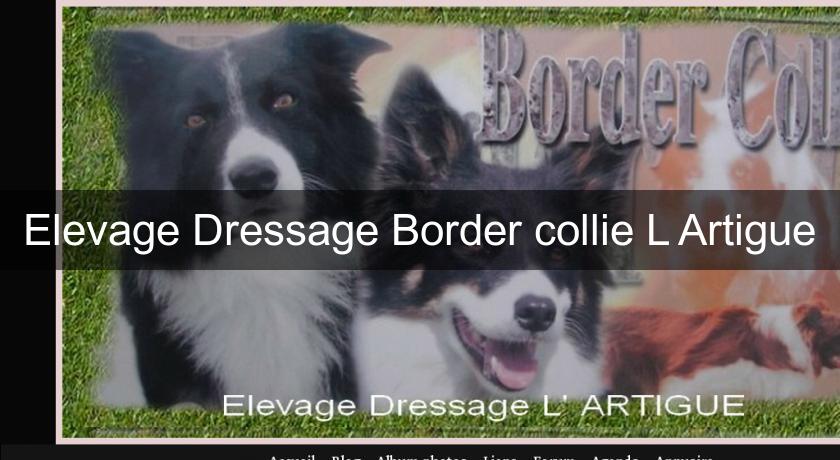 Elevage Dressage Border collie L'Artigue