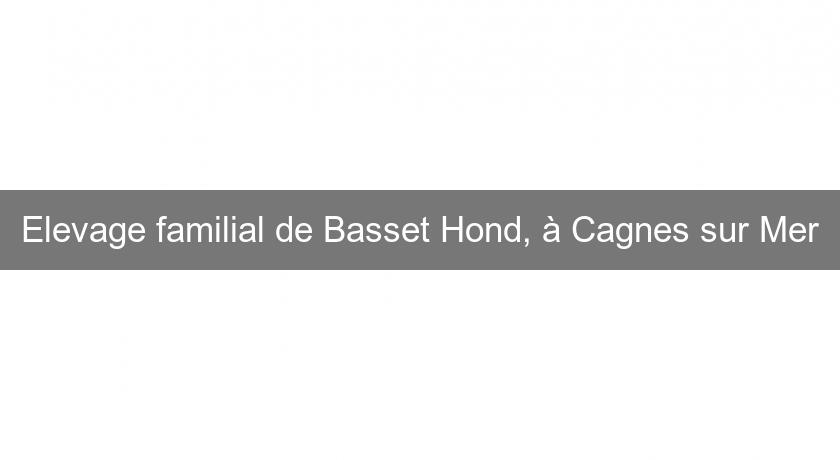 Elevage familial de Basset Hond, à Cagnes sur Mer
